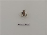 藏品(五星白天牛)的圖片